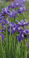 lirio acuatico iris sibirica